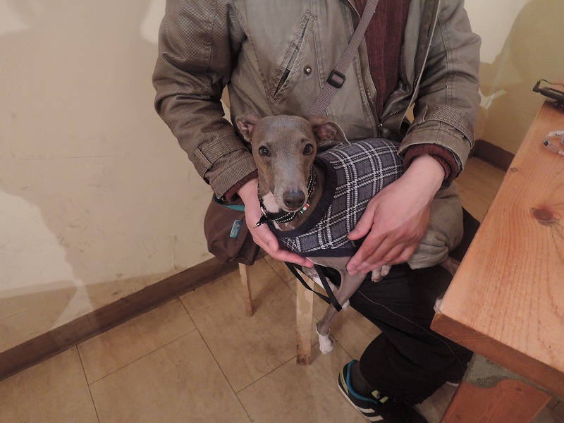 Image result for ç¬ Italian Greyhound ç¾ãã